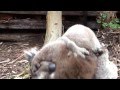 Koala males fighting