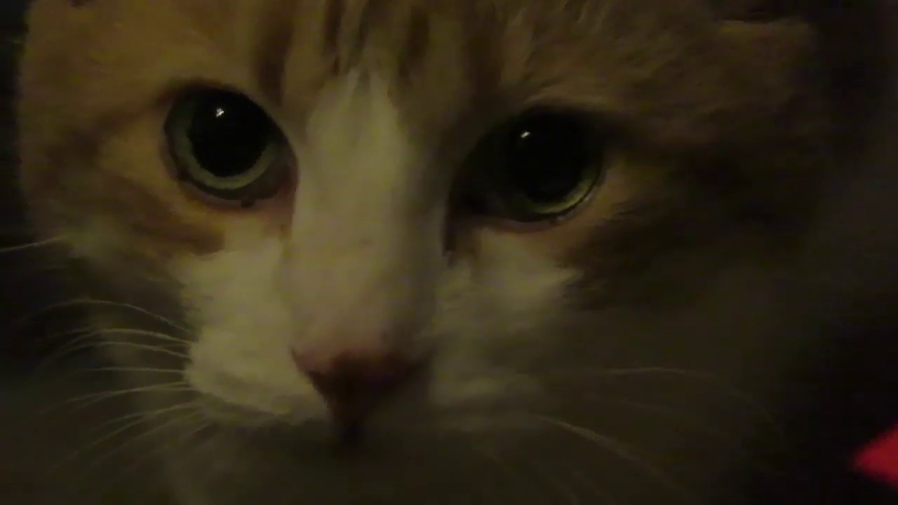 Hungry Cat Licks Food Bowl