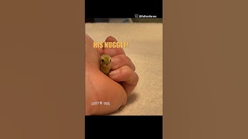 🐥👻 scaredy chick 🎥: @fathenfarms #shorts @funnydubsofficial 👈🏼