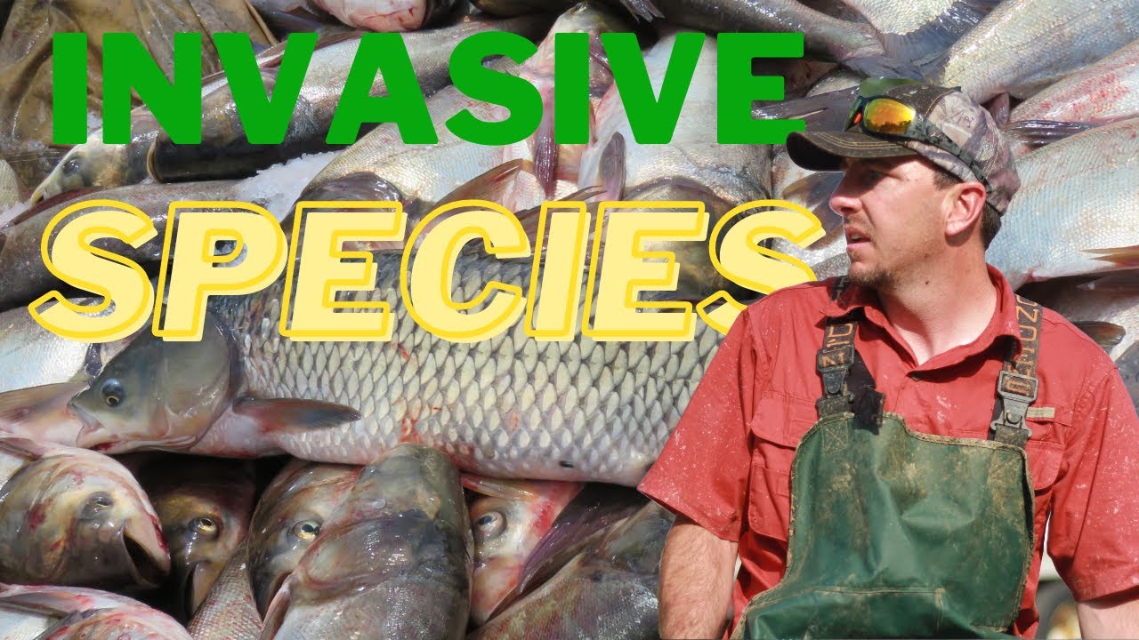 Invasive species 101: The basics
