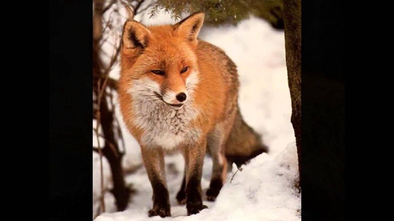 Фотография волка. Животные уральских лесов. Разнообразие животных урала. Животные урала. Животные урала самые известные.