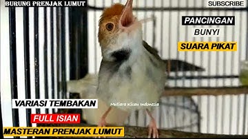 Masteran Prenjak gacor si prenjak kepala merah gacor prenjak lumut gacor for murai c.ijo cendet anis