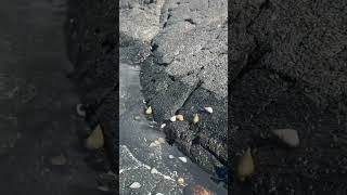 🐌 little guys racing in Hawaii 🏝️ #funny #hawaii #fyp #fypシ