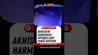 Akhisarın Harmandalı Köyünde Kurt Paniği Büyüyor