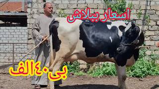 #انفجار والانهيار في اسعار البقر الوالد من داخل مزرعه المعلم جمعه الطيب 