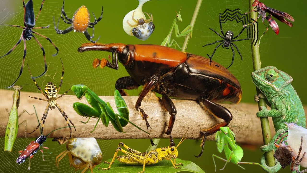 lots of unique insects around us - YouTube