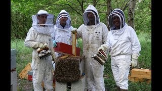 Élevage et sélection d'abeilles noires. Une saison avec le groupe abeilles noires UNAPLA.
