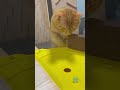 Cat Punches the Rolling Marble! So Satisfying 🎬 #asmr #cat #marblerun #relaxing #cute #funny