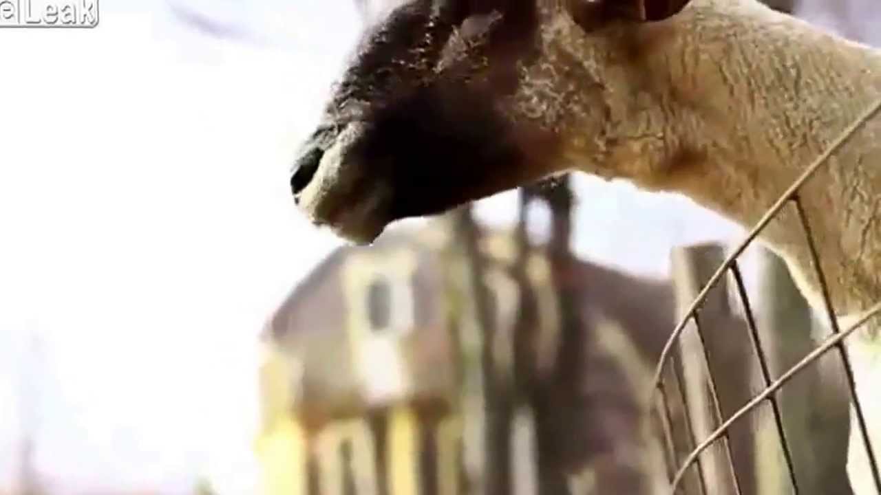 面白い声のヤギ 爆笑動画 Youtube