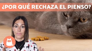 Mi GATO no quiere COMER PIENSO  (Causas y Qué hacer)