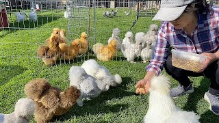 Saving Chick’s Life - Chick Care - Planting Veggies - Vitamin Enriched Treat For Health Chickens by MerryLand 7,462 views 10 days ago 34 minutes