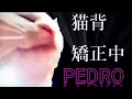 [猫ミーム] 猫背矯正中/PEDRO(アユニ・D)[Cover]