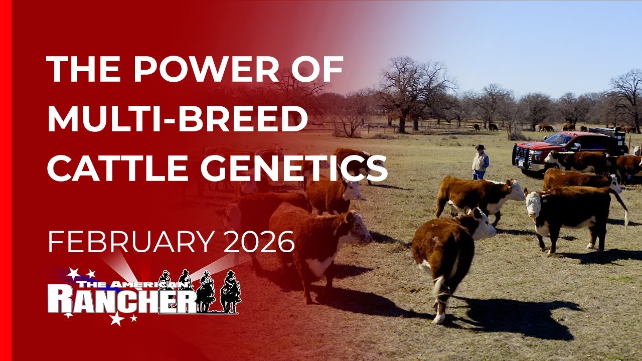 GKB Cattle Co | Американский ранчовладелец | 16.02.2026