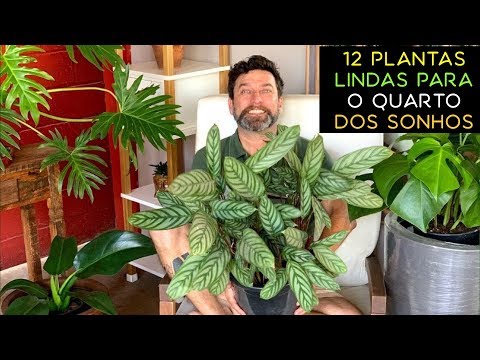 Vídeo: Quais Plantas Podem Ser Cultivadas No Quarto