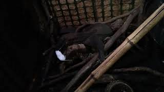 Adult Black Roughneck Monitor Feeding 201 3 Frozen Mice