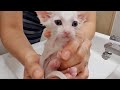 새끼 고양이 목욕 5분의 법칙  (5분 안에 씻기고 5분 이상 말린다) kitten first bath