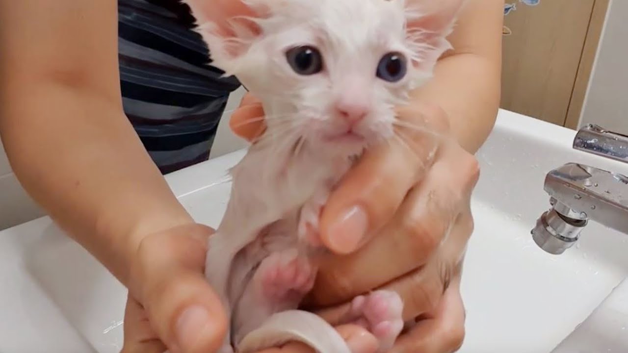 새끼 고양이 목욕 5분의 법칙  (5분 안에 씻기고 5분 이상 말린다) kitten first bath