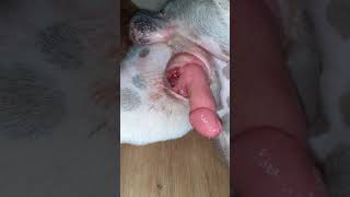infeksi saluran kemih pada anjing