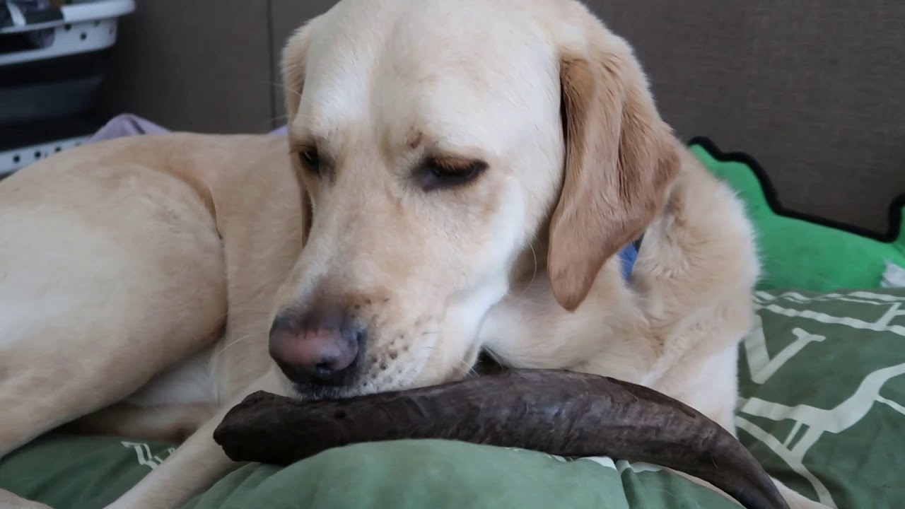 Little Treat House - Goat Horn Review 