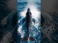 Real Giant Whale Surfacing and Diving Back 😲 Cinematic Ocean Moment  #whale #giantwhale #ocean