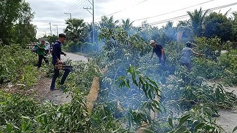 anh thợ cưa hạ cây nhiều cây tràm bông vàng to khủng ngã ra đường lộ