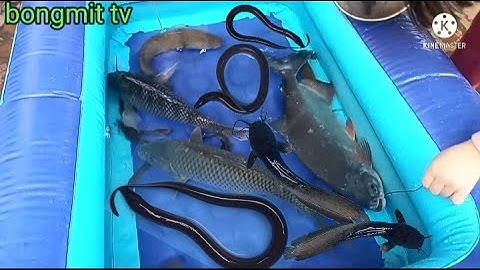 Bé học tên các loài cá nước ngọt. Con cá. bongmit tv