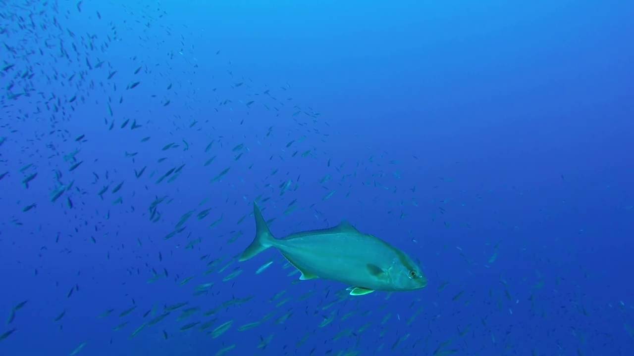 Small Amberjack Kleiner Bernsteinmakrele Youtube