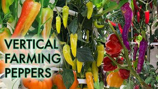 Vertical Farming with Peppers on a Tower Garden! 🌶  10 Types of Peppers to Grow on a Tower Garden!