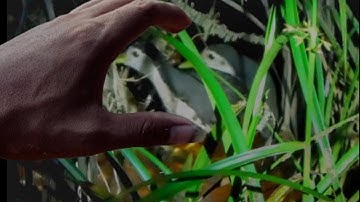 SANGAT MUDAH UNTUK MENANGKAP RUAK RUAK HANYA DENGAN MENGGUNAKAN TANGAN KOSONG