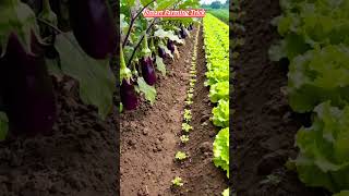 Smart Crop Pairing#shortsfeed #smartfarming