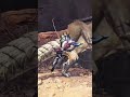 Barioth !!!!! Monster Hunter World Iceborne