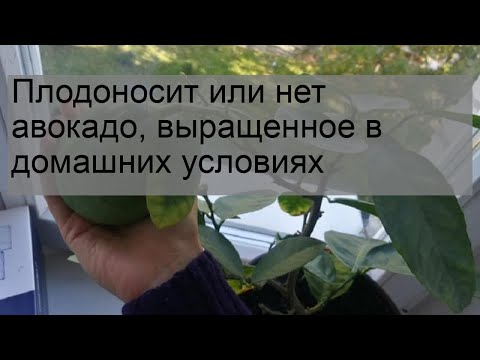 Авокадо в домашних условиях будет ли плодоносить