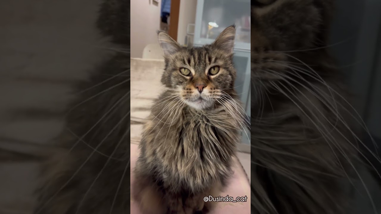 Coffee break with Dusinda cat. 