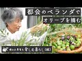 図書館館長のベランダガーデニング（２） | オリーブ収穫と本の話（南仏の思い出も）