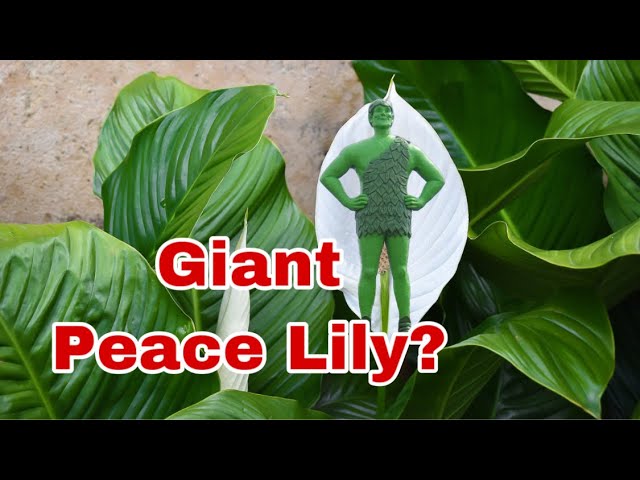 Giant Peace Lilies/How big are they?