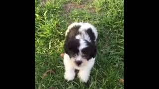 Beware Of Dog - Brandon Calvillo Vine