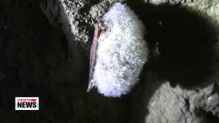 Researchers report first sighting of endangered golden bats in 19 years   19년 만에