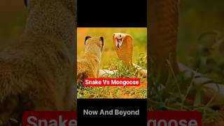 Snake Vs Mongoose(Saap Aur Nevle Ki Ladai) #trending  #shorts #ytshorts #nowandbeyond