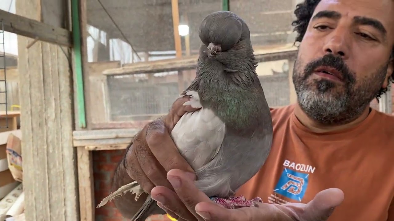 مجموعه من حلويات البربري وارد الخارج. ألمانيا والكويت التواصل 01014178127