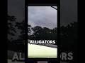 HOW?…are the ALLIGATORS? 🐊 🤷🏼‍♂️🤯 #whatsthat #fishing #strange #shorts #subscribe