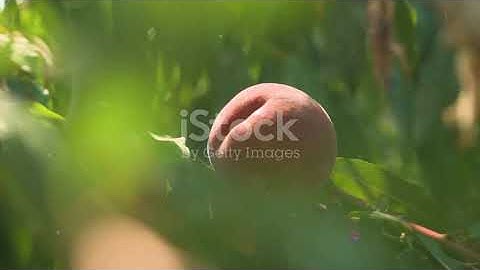 Mastering Peach Tree Pruning  The Ultima