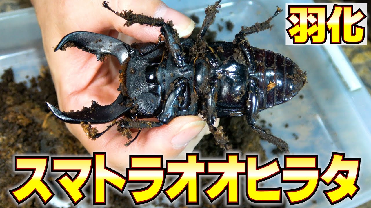 スマトラオオヒラタが羽化しました