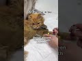 Please donate #viral #viralvideo #catsofinstagram #catsoftiktok #catsofyoutube #cats #catsrescue #ki