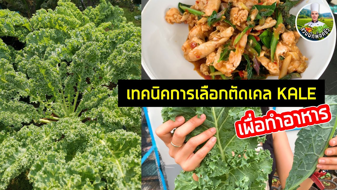 แล้วคุณจะหลงรักเคล / KALE / เทคนิคการเลือกตัดเคลอย่างมีสกิล | สวนผักพ่อครัว