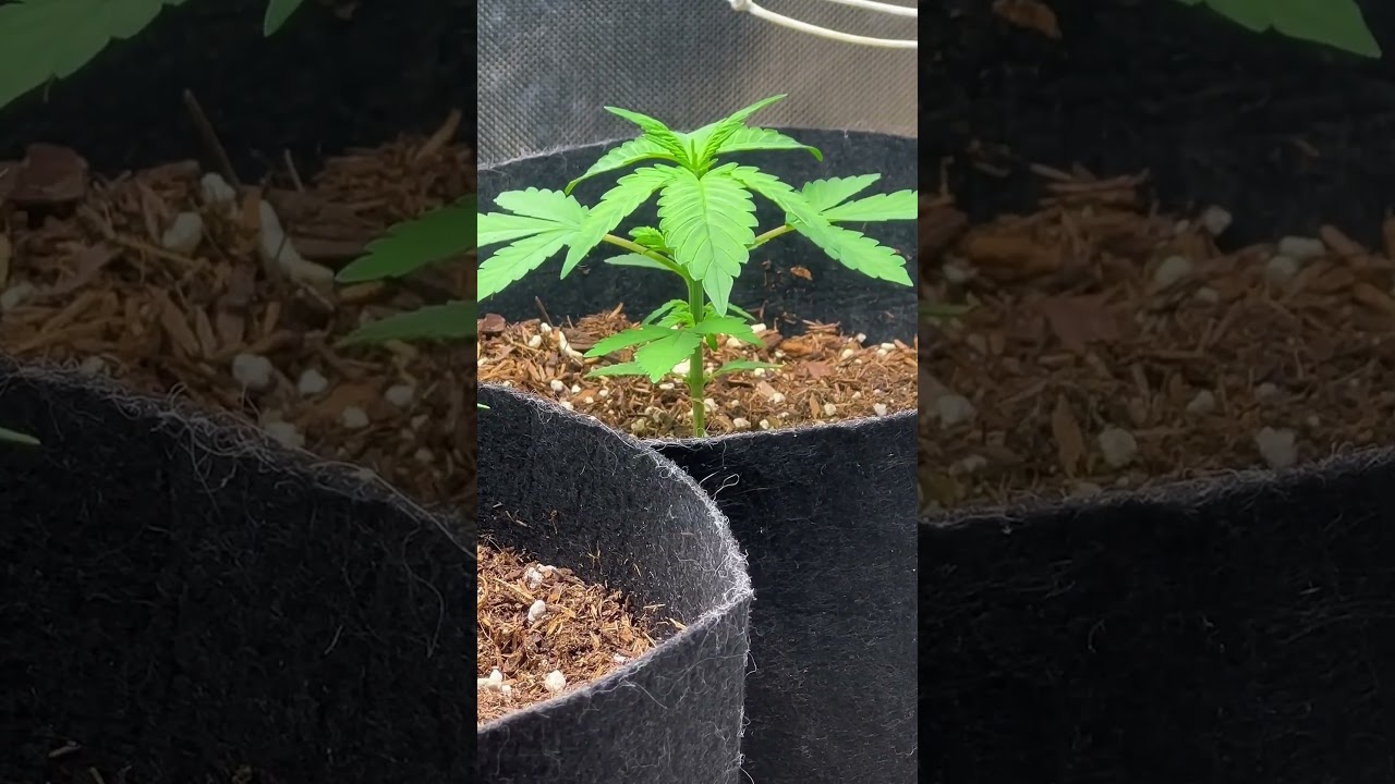 This Is What Mycorrhiza Does in Just 3 Weeks! 🤯