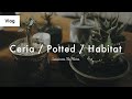 Seriaのアウトドア風ケース / 植物のコーディネート / 現地の様子を再現するハビタットスタイル ： Vlog