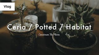 Seriaのアウトドア風ケース / 植物のコーディネート / 現地の様子を再現するハビタットスタイル ： Vlog