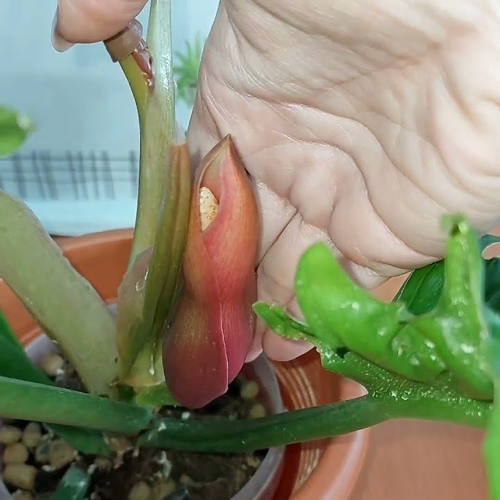 Вы такое видели? #ФИЛОДЕНДРОН ЦВЕТЕТ🌷Narrow Escape/Нарроу Эскейп🌷 # ...