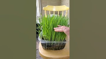 how to grow wheatgrass #wheatgrass #gardening #wheat #detox