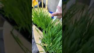 how to grow wheatgrass #wheatgrass #gardening #wheat #detox